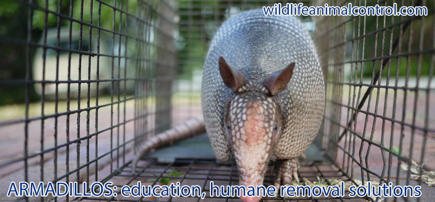 http://www.wildlifeanimalcontrol.com/images/armadilloWAC8602.jpg