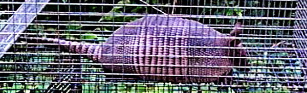 http://www.wildlifeanimalcontrol.com/images/armadillofunnel.jpg