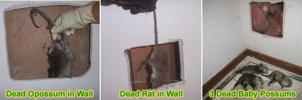 What does a dead rat smell like? - Integrum