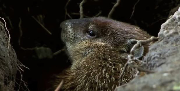 What problems can be caused by groundhog digging?