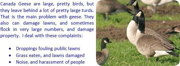 30++ How to keep geese away from you ideas