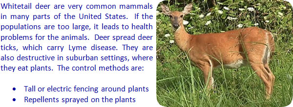 How To Keep Deer Away From Trees Flowers Garden And Plants