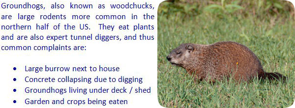 How to Get Rid of Groundhogs / Woodchucks In Garden or Yard