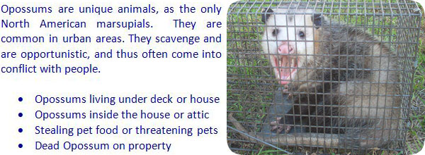 How to Get Rid of Opossums In Attic or Under House