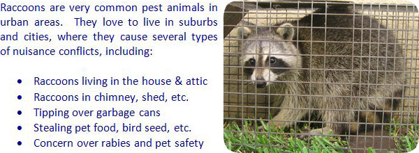 How to Get Rid of Raccoons in the Attic, Roof, Ceiling, House, Yard, Garbage