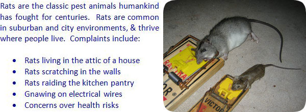 rats rid rat attic walls poison removal traps kill don problem need stick poisons trapping