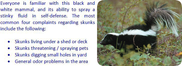 How to Keep Skunks Away From Your House and Yard