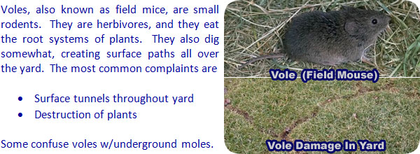 Have Voles And Want To Get Rid Of Them Safely? Use #VoleX 🙌 It's Made Poison-free To Be Safe For Use Around People, Pets, Livestock And Wildlife. | EcoClear Products, Inc
