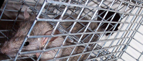 http://www.wildlifeanimalcontrol.com/images/micefunnel.jpg