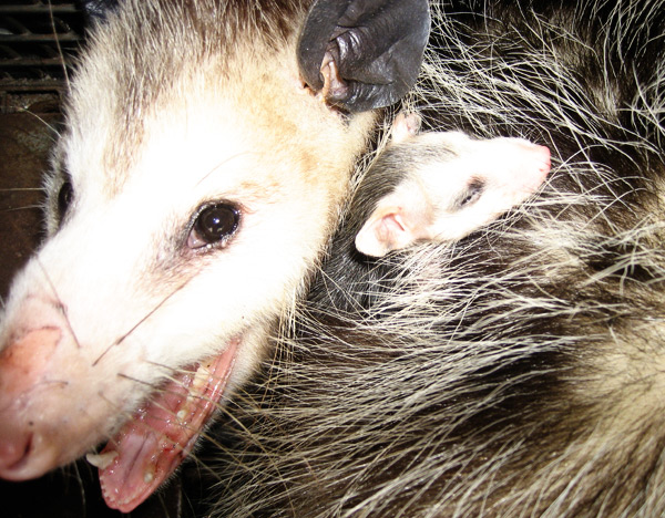 Why Opossum Die Under Houses