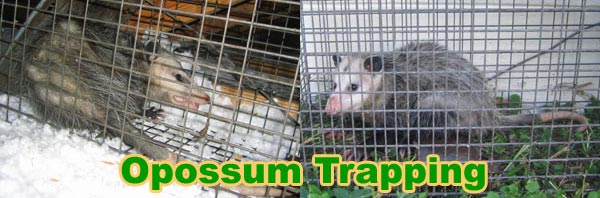 How to Get Rid of Opossums In Attic or Under House