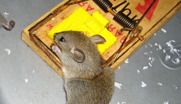Do you think using snap-traps (killing mouse traps) should be