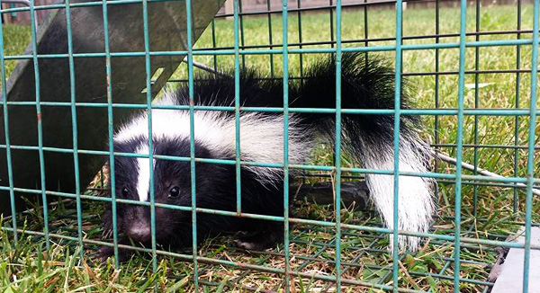 http://www.wildlifeanimalcontrol.com/images/skunktraps.jpg