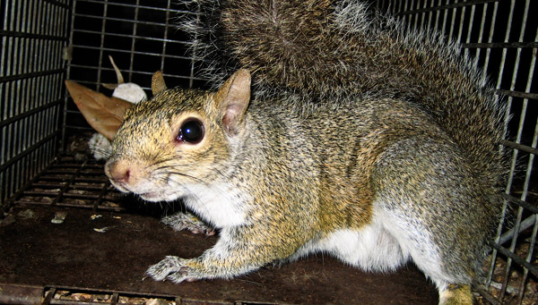 http://www.wildlifeanimalcontrol.com/images/squirrelsnare.jpg