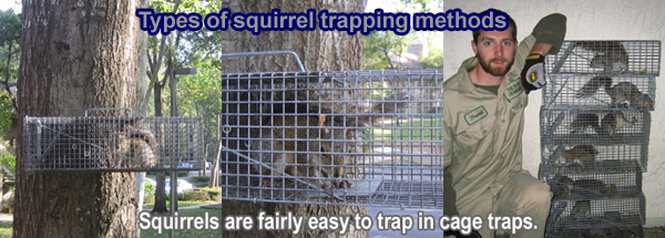 How do you build a squirrel trap?