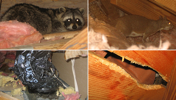 What kind of damage can animals cause in an attic?