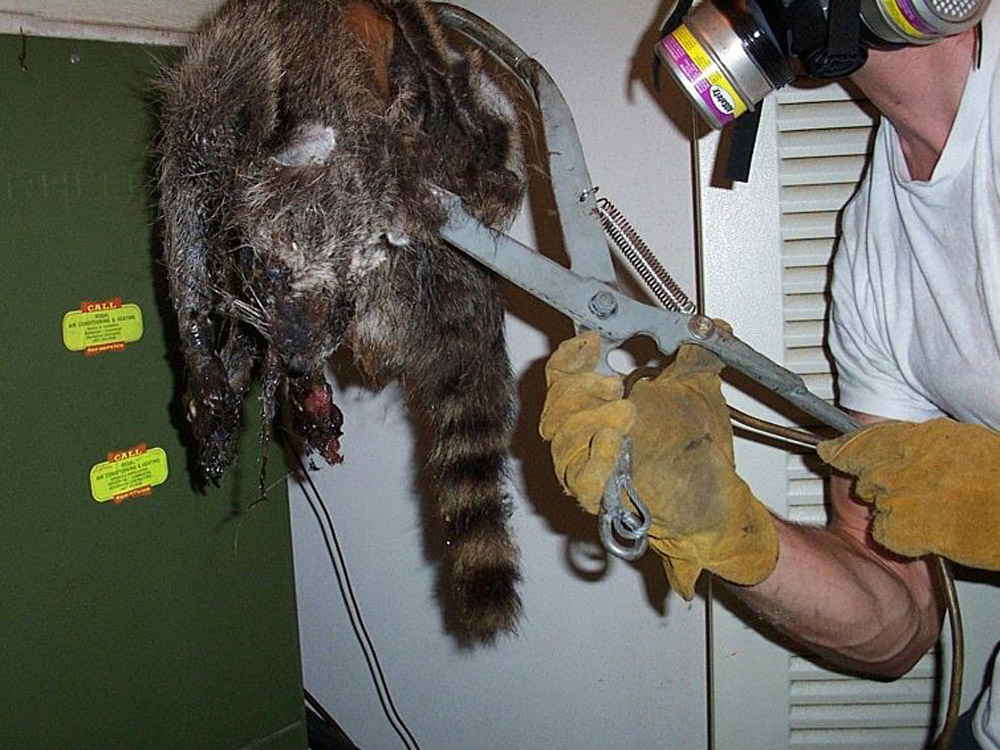 Wildlife Photograph - A dead raccoon removed from an air ... diagram of mouse trap 