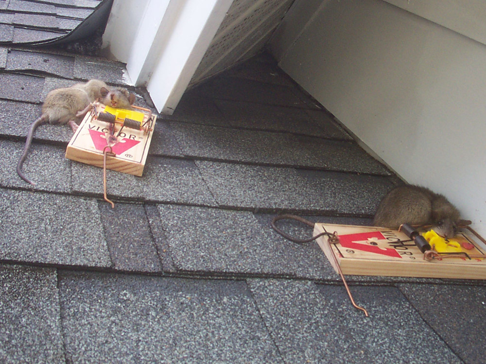 Live trapping a 'smart' roof rat
