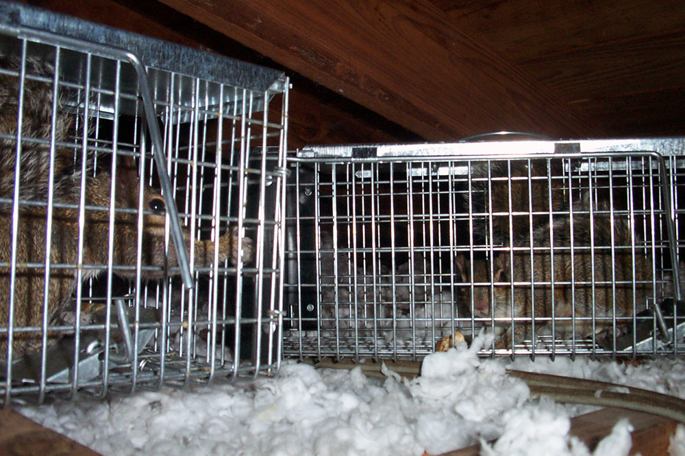 Wildlife Photograph - Squirrels caught in cage traps inside the attic