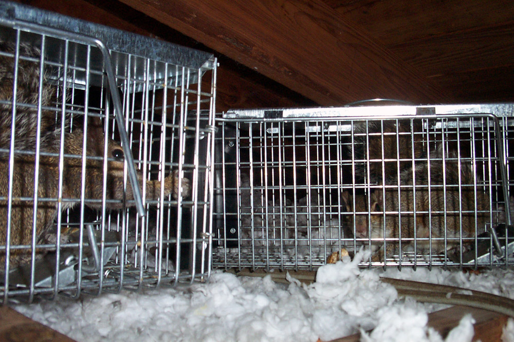 http://www.wildlifeanimalcontrol.com/photos/squirrel5.jpg